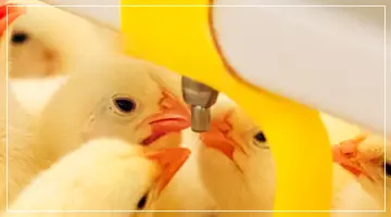 Tavukçuluk ve Kanatlı Sektörü MixRite Dozaj Pompası Uygulaması